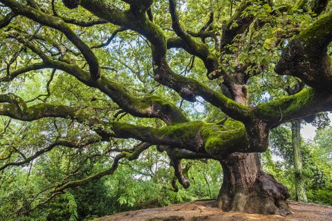Old tree with long branches